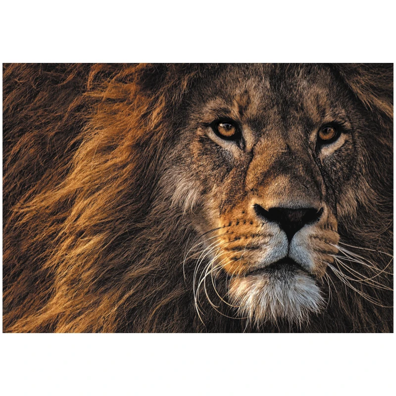 Пазл 500 эл. ТРИ СОВЫ "Царь зверей" Пазл 500 эл. ТРИ СОВЫ "Царь зверей"